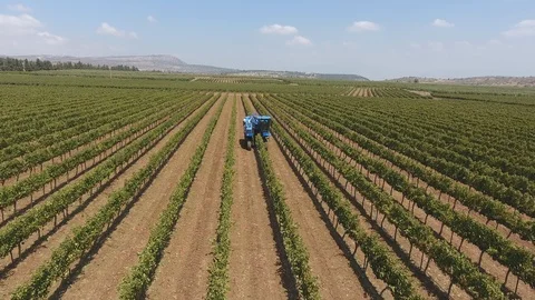 Vineyard - Aerial 0001 Video stock 113137882