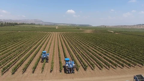 Vineyard - Aerial 0002 Stock Footage 113139703
