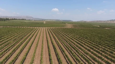 Vineyard - Aerial 0003 스톡 동영상 113141189