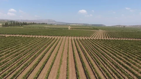 Vineyard - Aerial 0004 Video stock 113142023