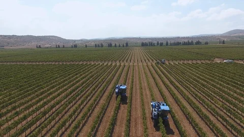 Vineyard - Aerial 0005 Stock Footage 113144585