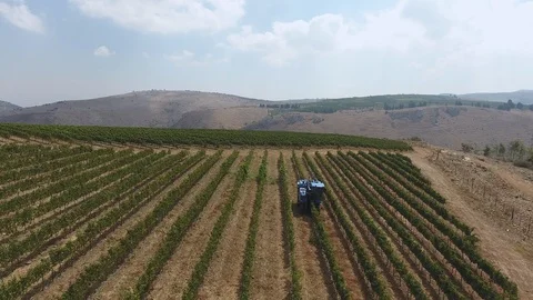 Vineyard - Aerial 0010 Video stock 113149376