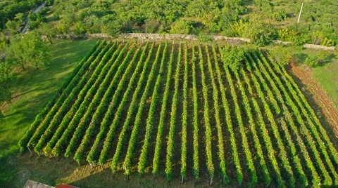Vineyard aerial circular shoot Stock Footage 41546571