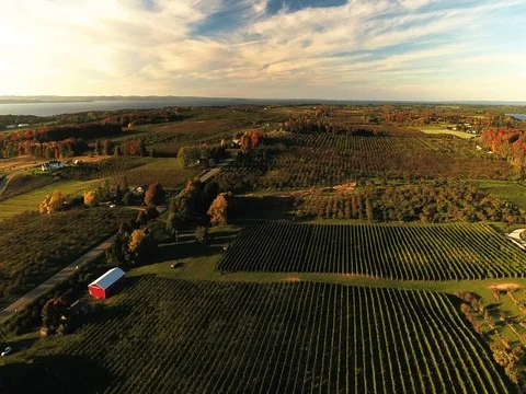 Vineyard aerial flyover Stock Footage 76155777