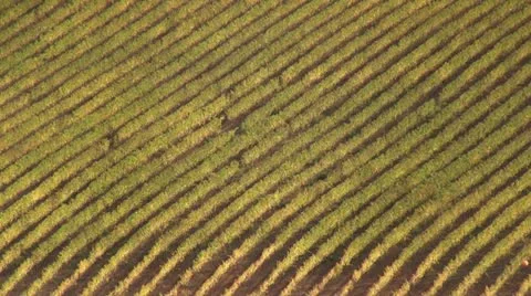 Vineyard aerial Video stock 18114192