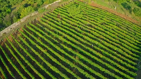Vineyard aerial Stock Footage 41718099