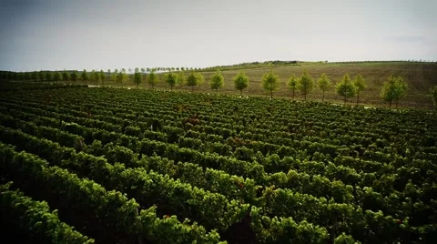 Vineyard aerial Stock Footage 41848249
