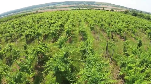 Vineyard aerial Stock-Footage 52069041