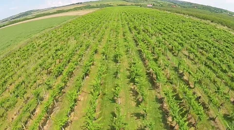 Vineyard aerial Stock-Footage 52069110