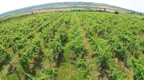 Vineyard aerial Video stock 52069145