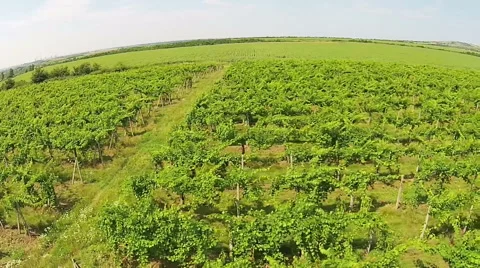 Vineyard aerial Stock Footage 52069241