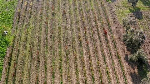 Vineyard Aerial Stock Footage 120372476