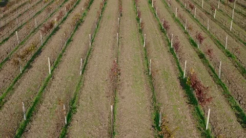 Vineyard Aerial  Stock Footage 120384908