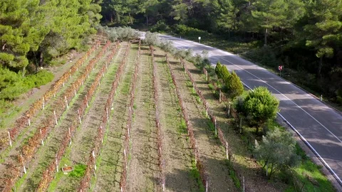 Vineyard Aerial  Stock Footage 120384975