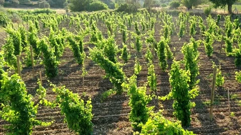 Vineyard Aerial Stock Footage 136442905