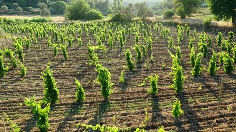 Vineyard Aerial Stock Footage 136446037
