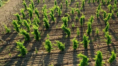 Vineyard Aerial Stock Footage 136446296
