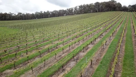 Vineyard Aerial Video Video stock 248583560