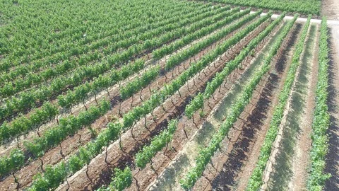 Vineyard - aerial view 4k Stock Footage 86450927