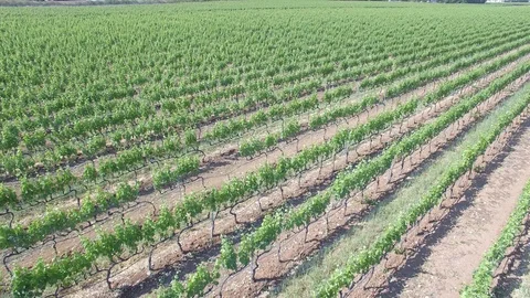 Vineyard - aerial view 4k Stock Footage 86451142