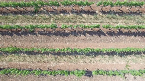 Vineyard - aerial view 4k Stock Footage 86451182