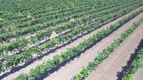 Vineyard - aerial view 4k Stock Footage 86451499