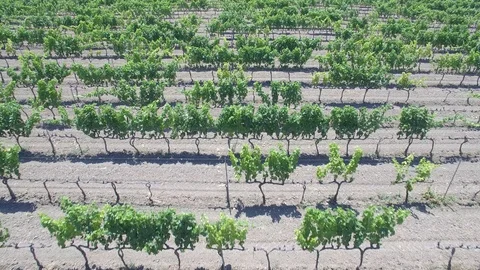 Vineyard - aerial view 4k Stock Footage 86451510
