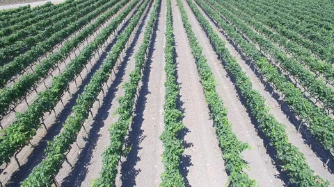 Vineyard - aerial view 4k Stock Footage 86451584