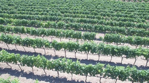 Vineyard - aerial view 4k Stock Footage 86451606