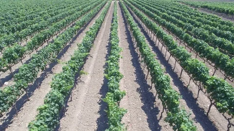 Vineyard - aerial view 4k Stock Footage 86451647