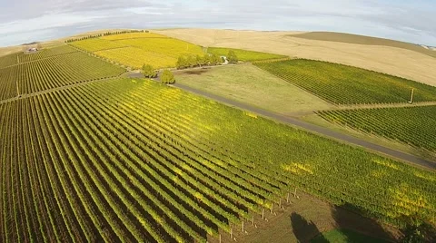 Vineyard Aerial View Stock Footage 45519110