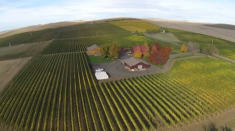 Vineyard Aerial View Stock Footage 45519111