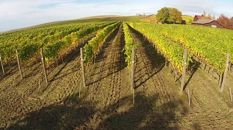 Vineyard Aerial View Stock Footage 45519114