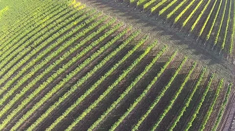 Vineyard Aerial View Stock Footage 45519115