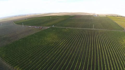 Vineyard Aerial View Stock Footage 45519116