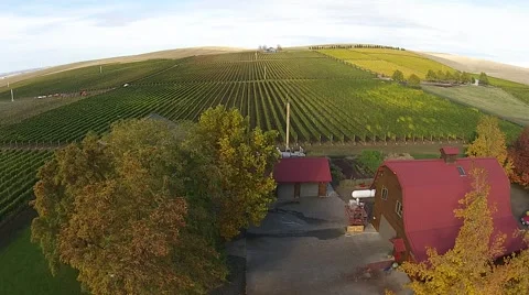 Vineyard Aerial View Stock Footage 45519119