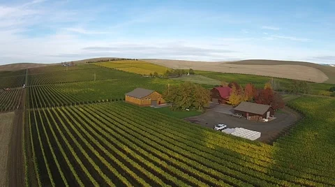 Vineyard Aerial View Stock Footage 45519122