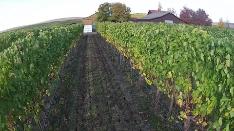 Vineyard Aerial View Stock Footage 45519124