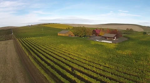 Vineyard Aerial View Stock Footage 45519125