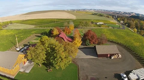Vineyard Aerial View Stock Footage 45519130