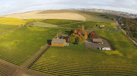 Vineyard Aerial View Stock Footage 45519131