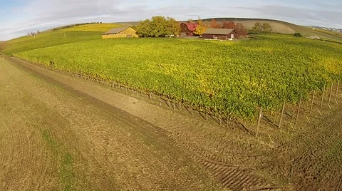 Vineyard Aerial View Stock Footage 45519134
