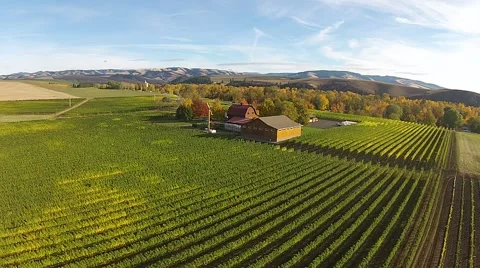 Vineyard Aerial View Stock Footage 45519135