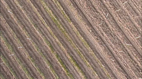 Vineyard aerial view Stock Footage 49667794