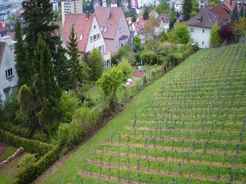 Vineyard aerial view 스톡 동영상 76028522