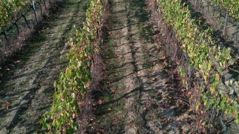 Vineyard aerial view Vidéo 97104086