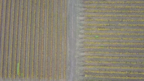 Vineyard aerial view. Stock Footage 108570117