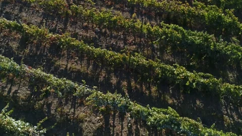 Vineyard Aerial View Stock Footage 336010490