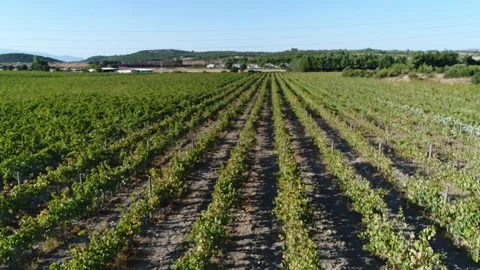 Vineyard Aerial View Stock Footage 336010562