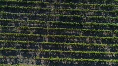 Vineyard Aerial View Stock Footage 336010569